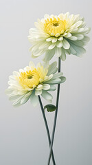 Digital soft and clear chrysanthemum plant abstract poster mobile phone background