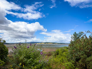 Naklejka premium The Exe estuary in Devon, England