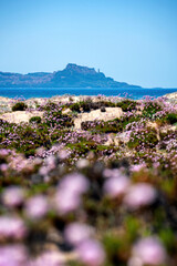 Beach at sunset with flowers on the sand and Castelsardo village on the background in Sardinia, Italy