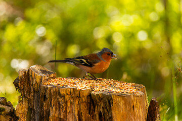 
the bird looking for foods