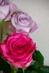 ピンクと紫のばら