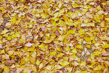 Autumn, fallen leaves on the ground.