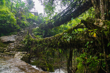 Double decker living root bridge  in nongriat village in cherrapunjee meghalaya India. This bridge is formed by training tree roots over years to knit together.