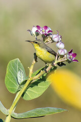 Female Sunbird 
