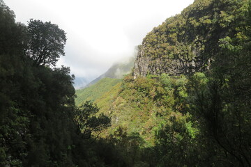 Lorbeerwald Laurasilva, Madeira