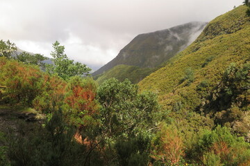 Lorbeerwald Laurasilva, Madeira