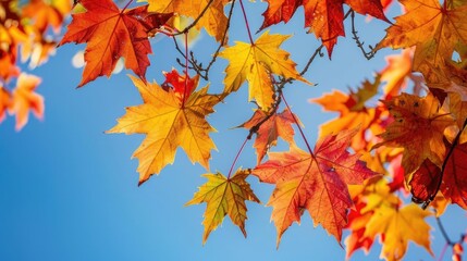 Vibrant autumn leaves in red, orange, and yellow against a clear blue sky, showcasing the beauty of the fall season.