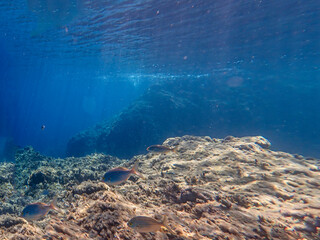 Vista subacquea della barriera corallina con pesci e coralli 448 © bellux