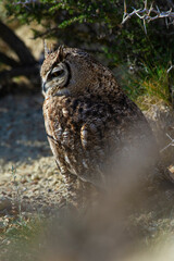 Great Horned Owl, Bubo virginianus nacurutu, Peninsula Valdes, Patagonia, Argentina.