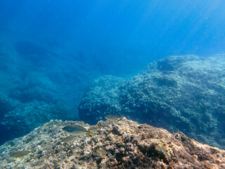 Vista subacquea della barriera corallina con pesci e coralli © bellux