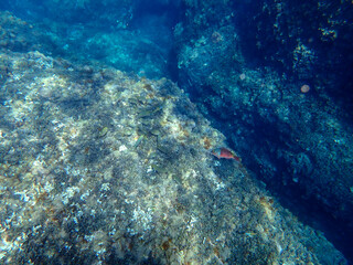 Vista subacquea isola bella, Taormina 456