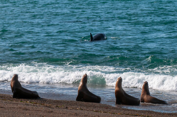 Killer Whale, Orca, hunting a sea lions , Peninsula Valdes, Patagonia Argentina