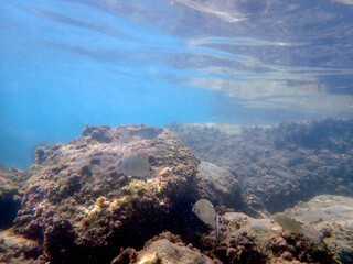 Vista subacquea della barriera corallina con pesci e coralli 601