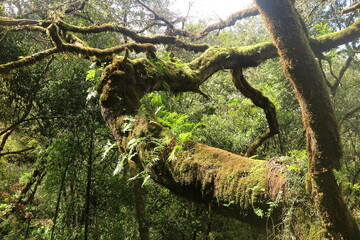 Fototapeta premium Lorbeerwald Laurasilva auf Madeira