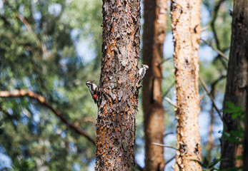 Two woodpeckers perch on a pine tree trunk, their black and white plumage blending with the bark. The sunlight filters through the canopy, creating a dappled effect.