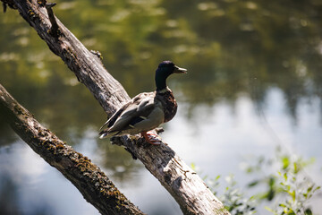 Fototapeta premium A mallard duck perches on a weathered branch, overlooking a tranquil pond. Sunlight filters through the leaves, casting a warm glow on the scene.