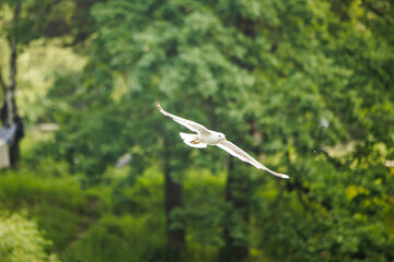 A white seagull flies through a backdrop of lush, green foliage. The bird's wings are spread wide, catching the sunlight as it glides effortlessly through the air.