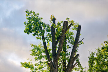 Tree pruning mistake, wrong and harmful pruning. Incorrect branch pruning. Tree with pruned top...