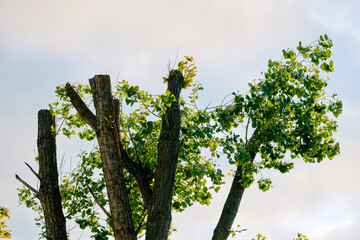 Tree with pruned top against blue sky. Tree pruning mistake, wrong and harmful pruning. Incorrect...