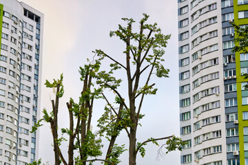 Tree with pruned top against blue sky, urban contrast trees and modern high-rise buildings in the...