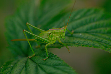 Grande sauterelle verte