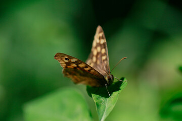 Le papillon Tircis