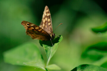 Le papillon Tircis
