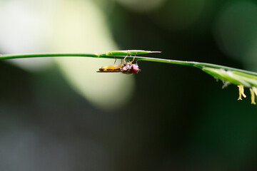mouche orangée à l'envers