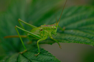 Grande sauterelle verte