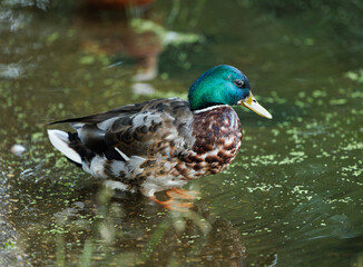 A mallard duck with a vibrant green head rests in a tranquil pond, its feathers reflecting the surrounding greenery.