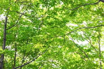 Clear, clean green leaves found in the forest.