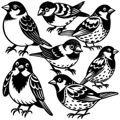 sparrow cartoon birds collection 