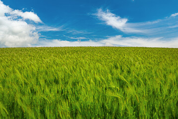 A green and expansive green barley field landscape.