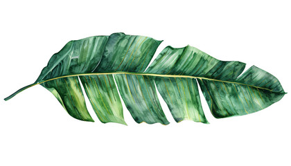 Isolated Banana leaf on white background, close-up with detailed veins and texture