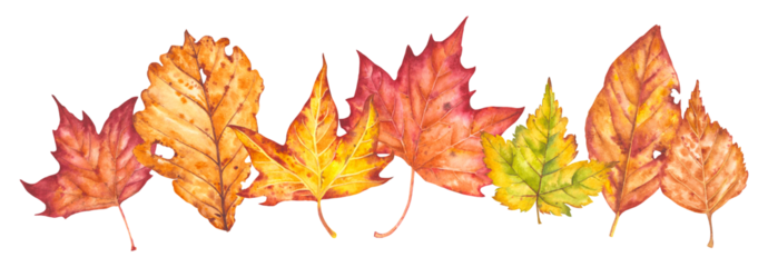 Hand drawn watercolor illustration. Various autumn leaves painted in watercolor. Colorful autumn leaves for birthday, wedding, holidays. Any creative designs.