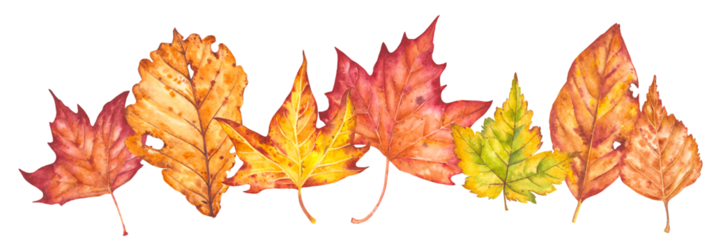 Hand drawn watercolor illustration. Various autumn leaves painted in watercolor. Colorful autumn leaves for birthday, wedding, holidays. Any creative designs.