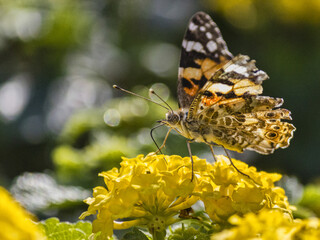butterfly on yellow flower