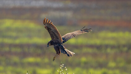 A Western Marsh Harrier hovering in flight above prey