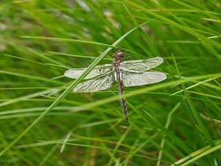 Dragonfly resting on a blade of grass, Acadia National Park, Maine