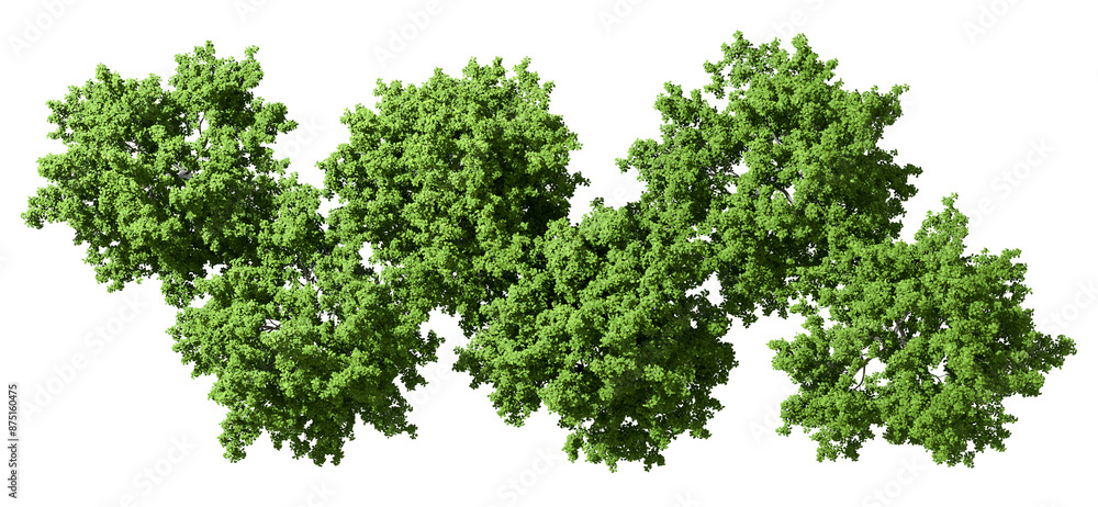 Poster top view trees parks perspective cut out on transparent backgrounds 3d rendering png