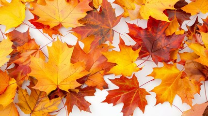 Autumn Splendor in Maple Leaves on White