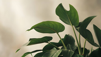 Fototapeta premium Neutral Serenity A Philodendron's Heart Unveiled in Stillness