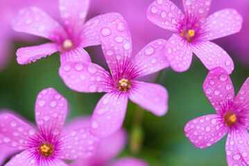 Obraz premium Small pink love flower, oxalis.