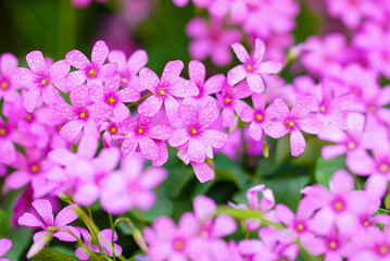Small pink love flower, oxalis.