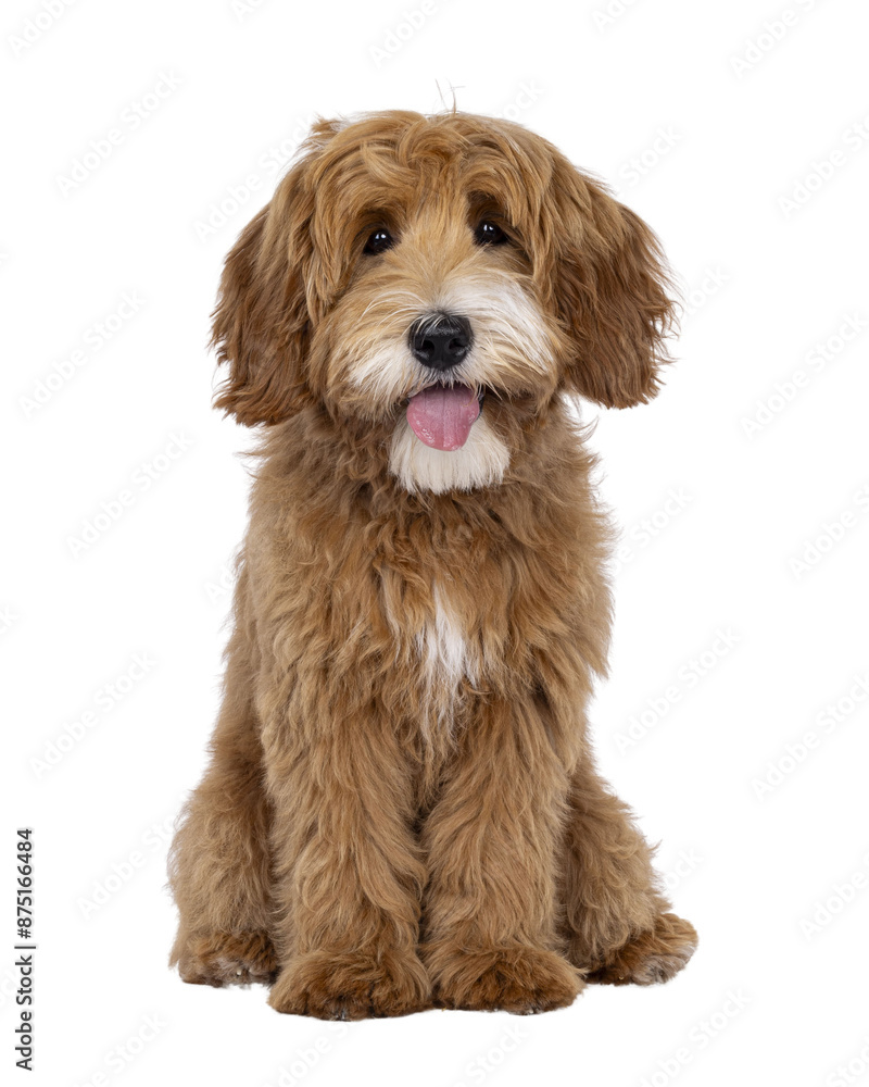 Aufkleber happy labradoodle dog puppy sitting up facing front. looking straight to camera with tongue out. iso