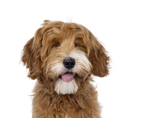 Head shot of lauging happy labradoodle dog puppy sitting up facing front. Eyes closed. Isolated cutout on a transparent background. Tongue out.