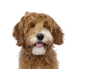 Head shot of lauging happy labradoodle dog puppy sitting up facing front. Eyes closed. Isolated cutout on a transparent background. Tongue out.