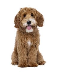 Happy labradoodle dog puppy sitting up facing front. Looking straight to camera with tongue out. Isolated cutout on a transparent background.