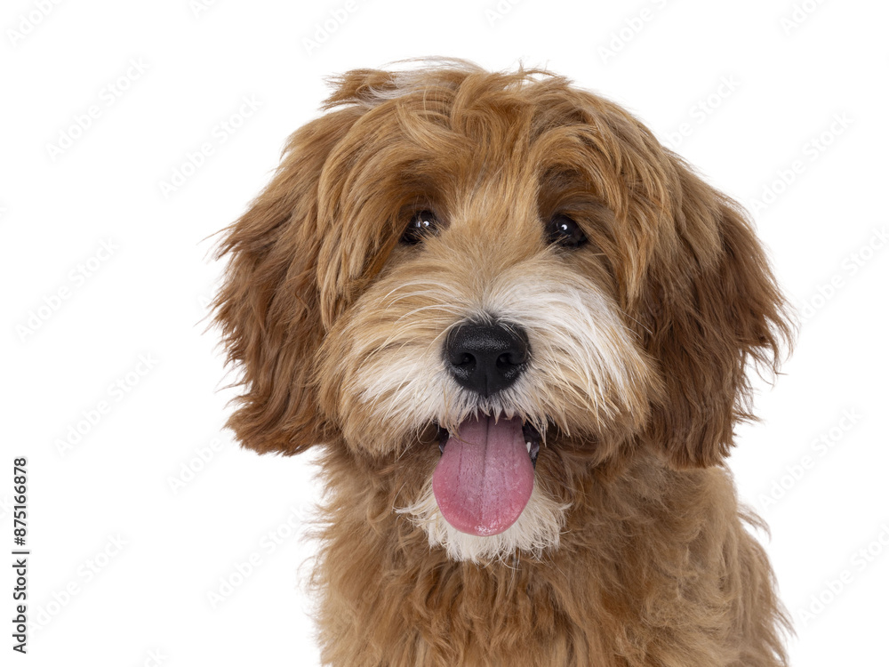 Poster head shot of happy labradoodle dog puppy standing sitting up facing front. isolated cutout on a tran