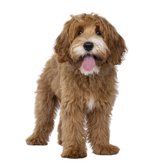 Happy labradoodle dog puppy standing facing front. Looking straight to camera with tongue out. Isolated cutout on a transparent background.